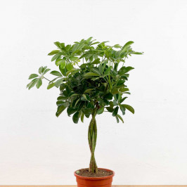 Шеффлера Нора переплетенная D:21CM H75см