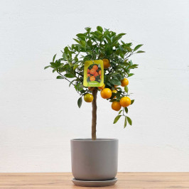 Мандариновое дерево D:15см H:50см в Сером горшке