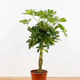 Шеффлера Голд Капелла D:19CM H:75CM