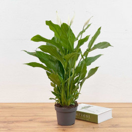 Спатифиллум Свит Лауретта D:19см H:90см