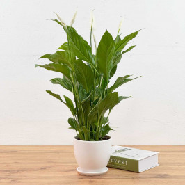 Спатифиллум Свит Лауретта в Белом горшке D:19см H:90см