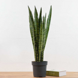 Сансевиерия Зейланика D:17см H:75см