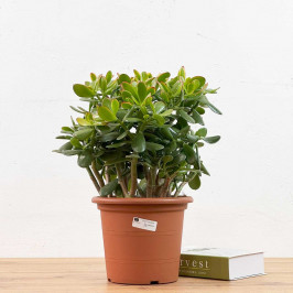 Крассула Овата Сансет (Денежное дерево) D:23см H:35см