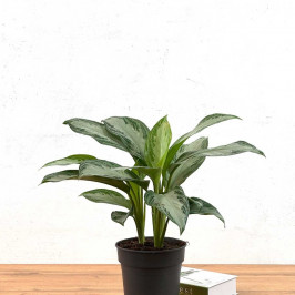 Аглаонема Сильвер Бей D:19см H:50см