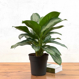 Аглаонема Сильвер Бей D:21см H:50см