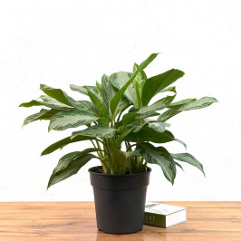 Аглаонема Сильвер Бей D:24см H:70см