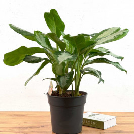 Аглаонема Сильвер Мун D:24см H:70см