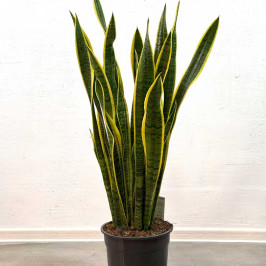 Сансевиерия Лауренти D:27см H:105см