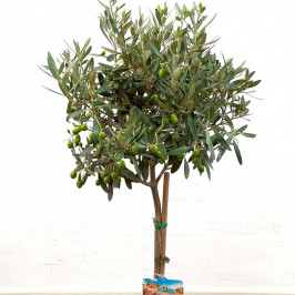 Олива Европейская штамб D:21см H:110см