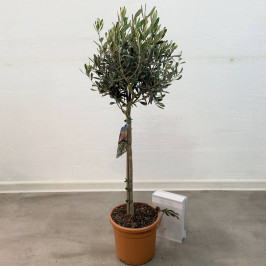 Олива Европейская штамб D:21см H:110см