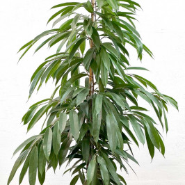 Фикус Биннедика Амстел Кинг D:27СМ H:150СМ