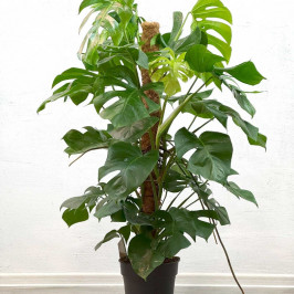 Монстера моссток D:24см H:130см