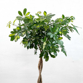 Шеффлера Голд Капелла переплетённая D:32CM H:150CM