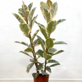 Фикус Эластика Тинеке 2 ствола D:24СМ H:110СМ