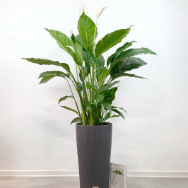 Спатифиллум Себастьян D:24см H:110см в Lechuza CILINDRO Color 32