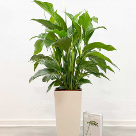 Спатифиллум Себастьян D:24см H:110см в Lechuza Cubico Color 32