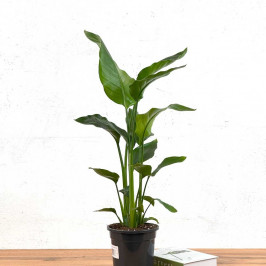 Стрелиция Николая D:17см H:80см