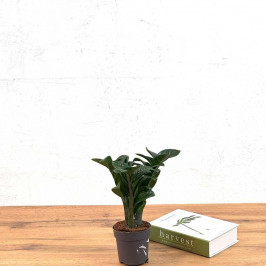 Замиокулькас Зензи D:12CM H:45CM