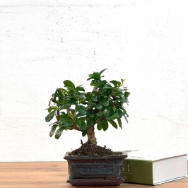 Бонсай Кармона D:12CM H:20СМ