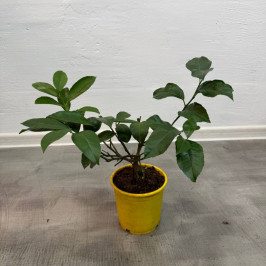 Лимонное дерево D12 H35
