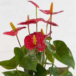 Антуриум Джамбо Ред D:21см H:65см