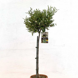 Олива Европейская штамб D:18см H:90см