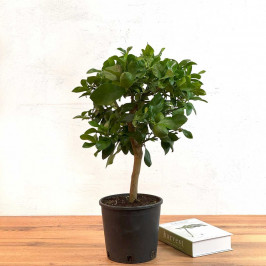 Лимонное дерево D:19см H:65см