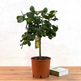 Лимонное дерево D:21см H:75см