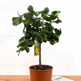Лимонное дерево D:21см H:75см