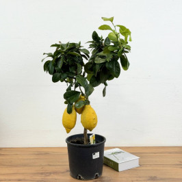 Лимонное дерево D:21см H:75см