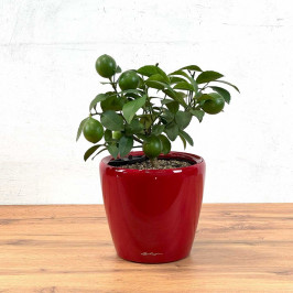 Лимонное дерево в кашпо classico ls 21