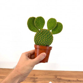 Опунция (Кактус) D9 H30