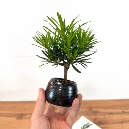 Подокарпус крупнолистый D:9см H:20см