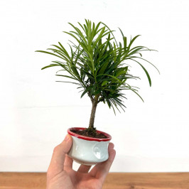 Подокарпус крупнолистый в Белом кашпо D:9см H:20см