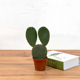 Опунция темно зеленый D9 H30