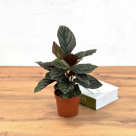 Калатея Сандериана D:12см H:40см