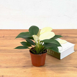 Филодендрон Вайт Принц D:10см H:25см