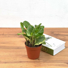 Пеперомия Голден Гейт D:12см H:30см