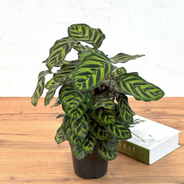 Калатея Макояна D:12см H:40см