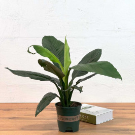 Спатифиллум Сенсейшен D:12см H:50см