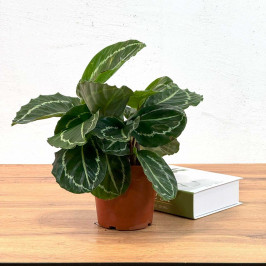 Калатея Вича зеленая D:12см H:40см