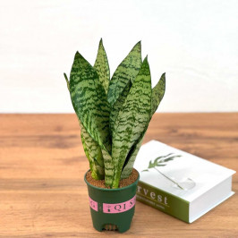 Сансевиерия Зейланика D:12см H:30