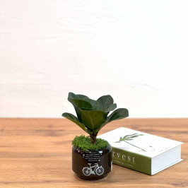 Фикус Лирата Бамбино D:9СМ H:15СМ