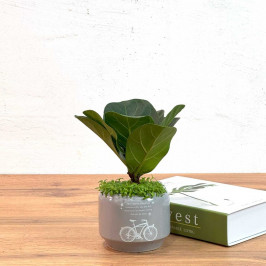 Фикус Лирата Бамбино D:9СМ H:15СМ в Сером кашпо