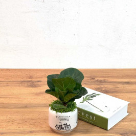 Фикус Лирата Бамбино D:9СМ H:15СМ в Белом кашпо