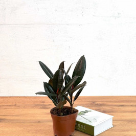 Фикус Эластика Бургунди 3 ствола D:12СМ H:40СМ