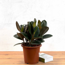 Фикус Эластика Бургунди 5 стволов D:25СМ H:50СМ