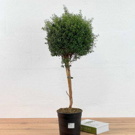 Мирт штамбовый D:19см H:70см