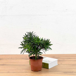 Подокарпус крупнолистый D:12см H:35м