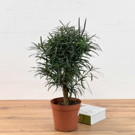 Подокарпус крупнолистый D:15см H:50м